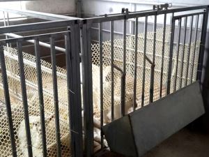 ر sheep ون فارم جو سامان